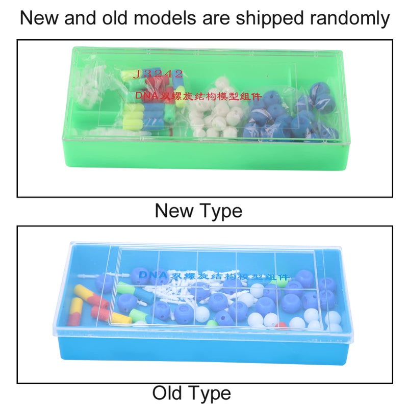 Detailed DNA Double Structure Model For Biology Teaching And Laboratory Research - Image 3