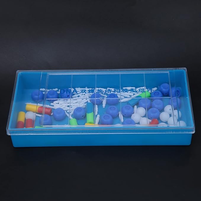 Detailed DNA Double Structure Model For Biology Teaching And Laboratory Research - Image 1