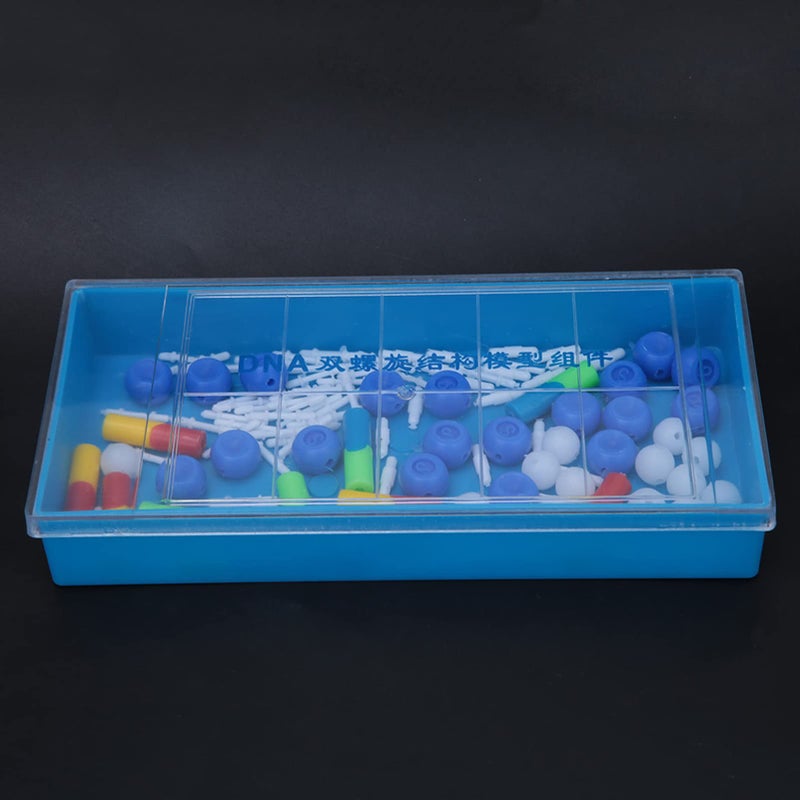 Detailed DNA Double Structure Model For Biology Teaching And Laboratory Research - Image 2