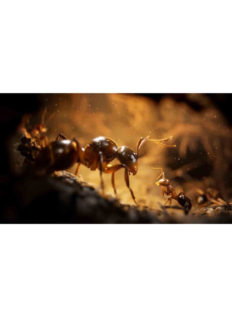 ميكرودس Empire of the Ants إصدار PS5 – لعبة مغامرة استراتيجية مستوحاة من الطبيعة - playstation_5_ps5 - Image 2