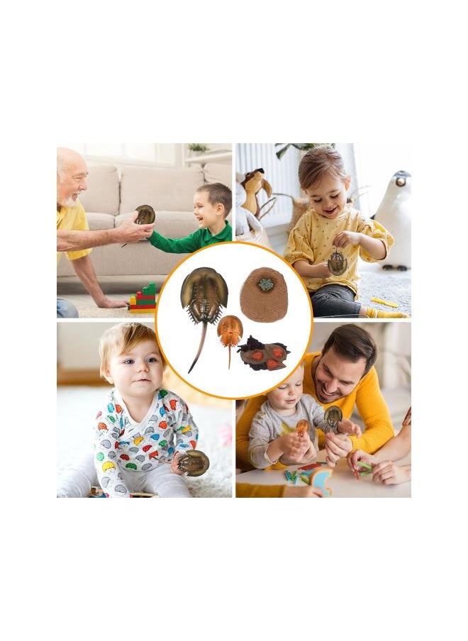 silvercnc - 1 Set Growth Cycle Ocean Animal Growth Biological Model Toys Lifelike Horseshoe Crab Life Cycle Toy for Kids Education Marine Sea Beach Party Favors - Image 1