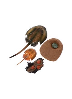 1 Set Growth Cycle Ocean Animal Growth Biological Model Toys Lifelike Horseshoe Crab Life Cycle Toy for Kids Education Marine Sea Beach Party Favors