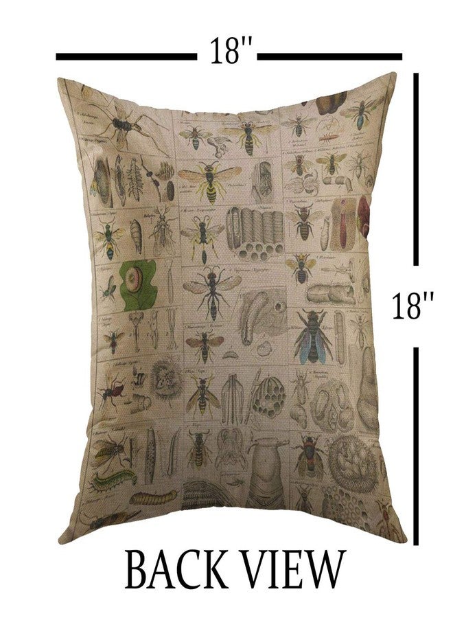 Mugod Decorative Throw Pillow Cover for Couch Sofa,Biology Vintage Insects Entomology Taxonomy Nature Home Decor Pillow case 18x18 Inch - Image 2