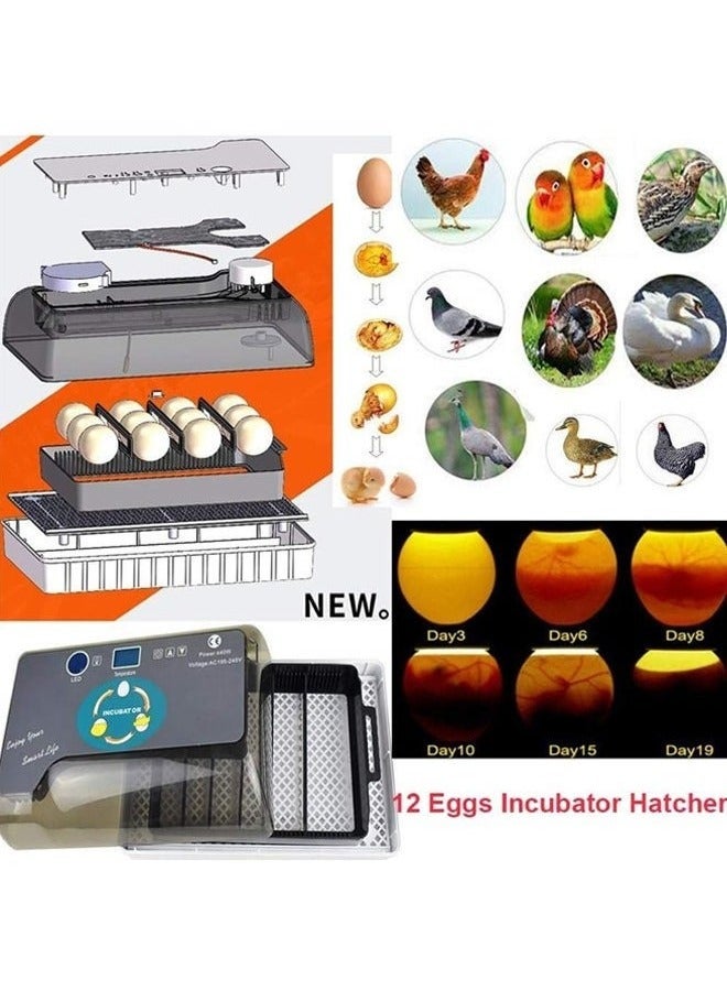 Generic Digital Egg Incubator 12 Eggs, Poultry Hatcher with LED Display, Automatic Incubation Equipment for Hatching Chickens, Ducks, Geese, Quail, Pigeons ，12-16 egg  - Image 3