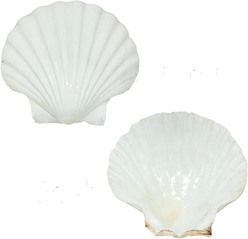 SEAJIAYI 10 PCS Large Scallop Shells 4-5 inch Natural White Scallop Shells from Sea Beach for DIY Craft Decor - Image 4