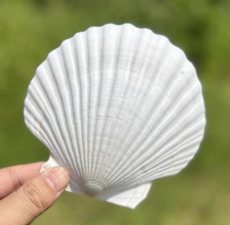 SEAJIAYI 10 PCS Large Scallop Shells 4-5 inch Natural White Scallop Shells from Sea Beach for DIY Craft Decor - Image 1