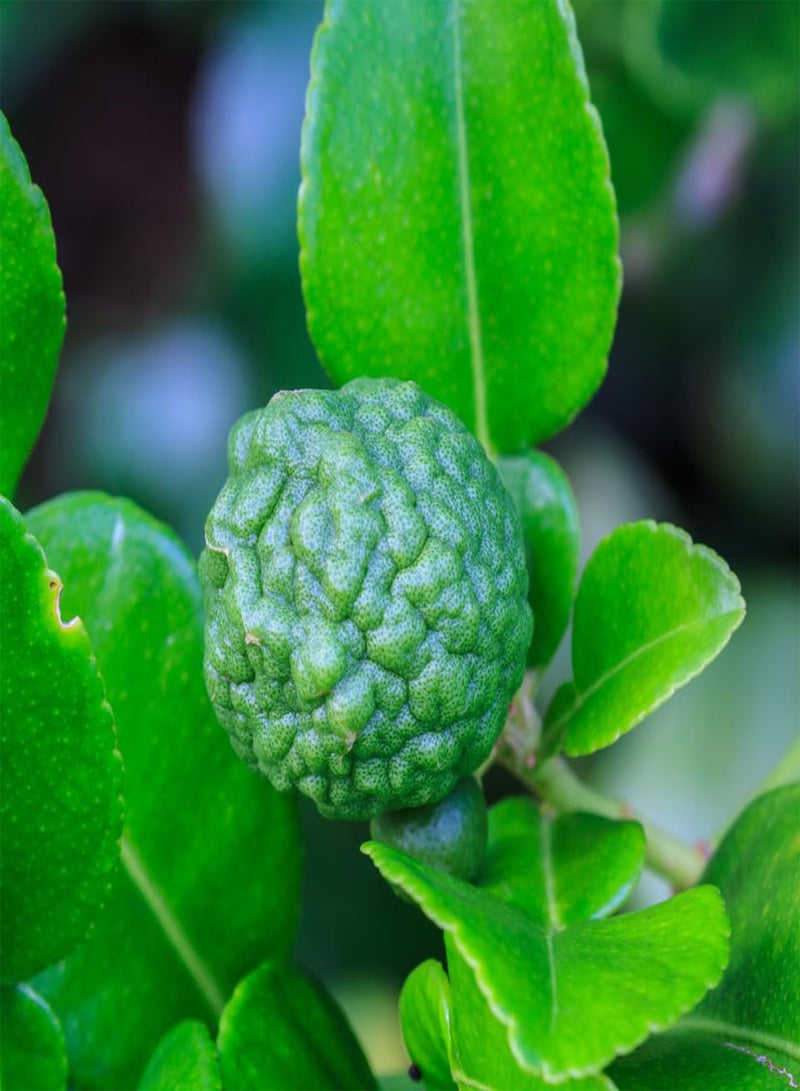 GGOOT Sugar Apple, Custard Apple, Sweetsop (Annona squamosa) Seeds (5)  - Image 5