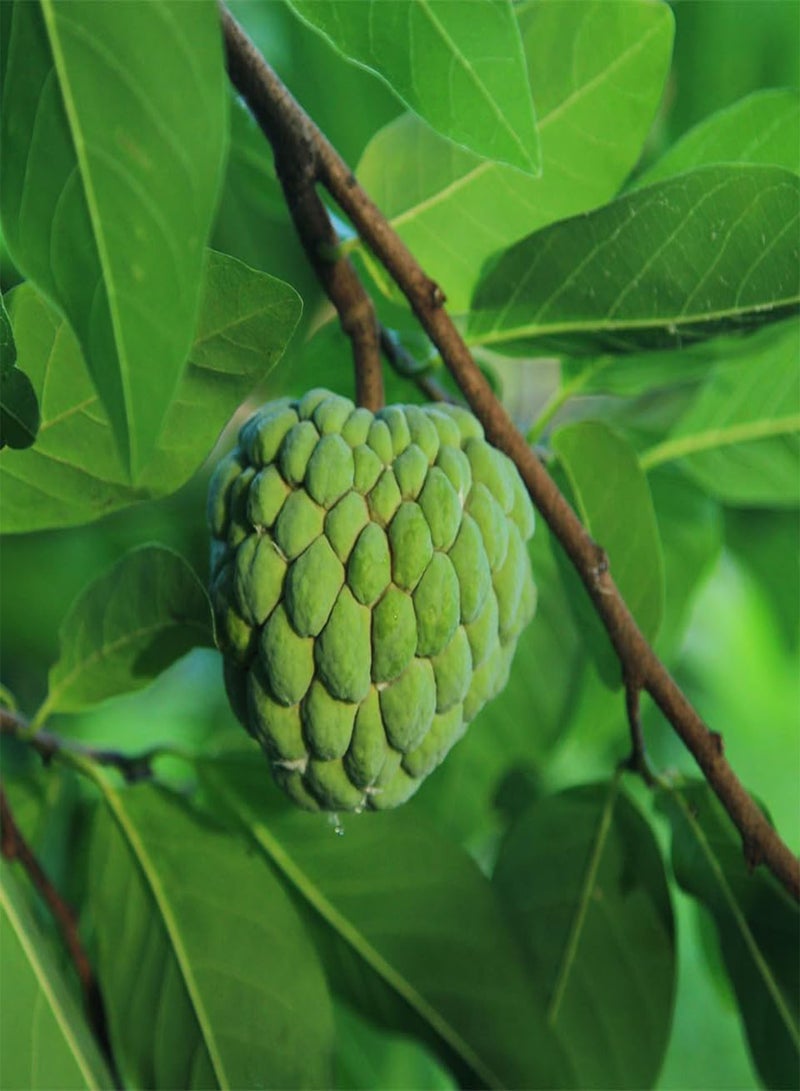 GGOOT Sugar Apple, Custard Apple, Sweetsop (Annona squamosa) Seeds (5)  - Image 1