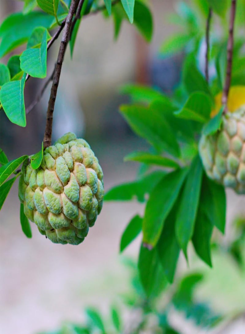 GGOOT Sugar Apple, Custard Apple, Sweetsop (Annona squamosa) Seeds (5)  - Image 4