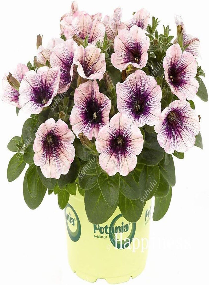GGOOT New 100 Pcs Petunia Flower Seeds for Gardening White - Image 3