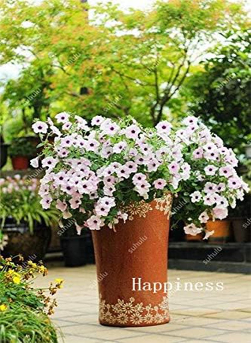 GGOOT New 100 Pcs Petunia Flower Seeds for Gardening White - Image 1