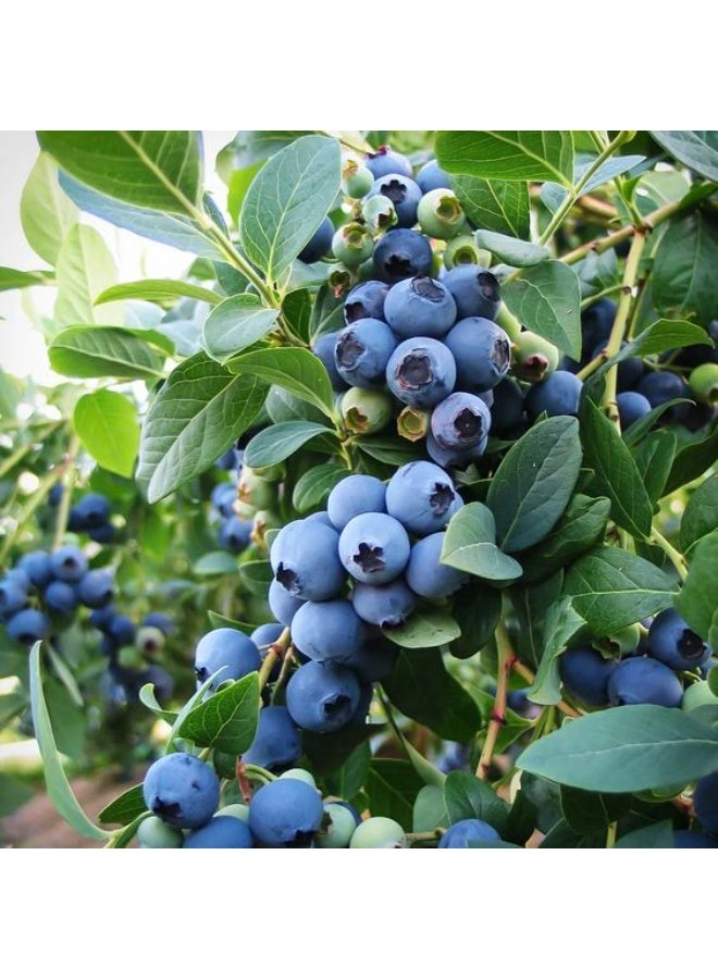 شجيرة التوت الأزرق عمر 5 سنوات للزراعة في البلكونة والحديقة