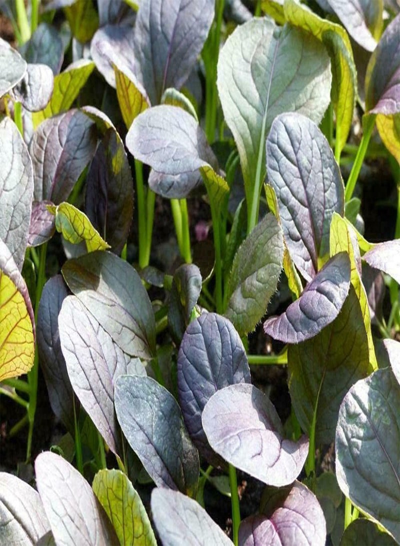 جي جوت خضراوات - براعم صغيرة - باك تشوي - ريد ويزارد F1 - 1500 بذرة - الدرجة الأولى - Image 1