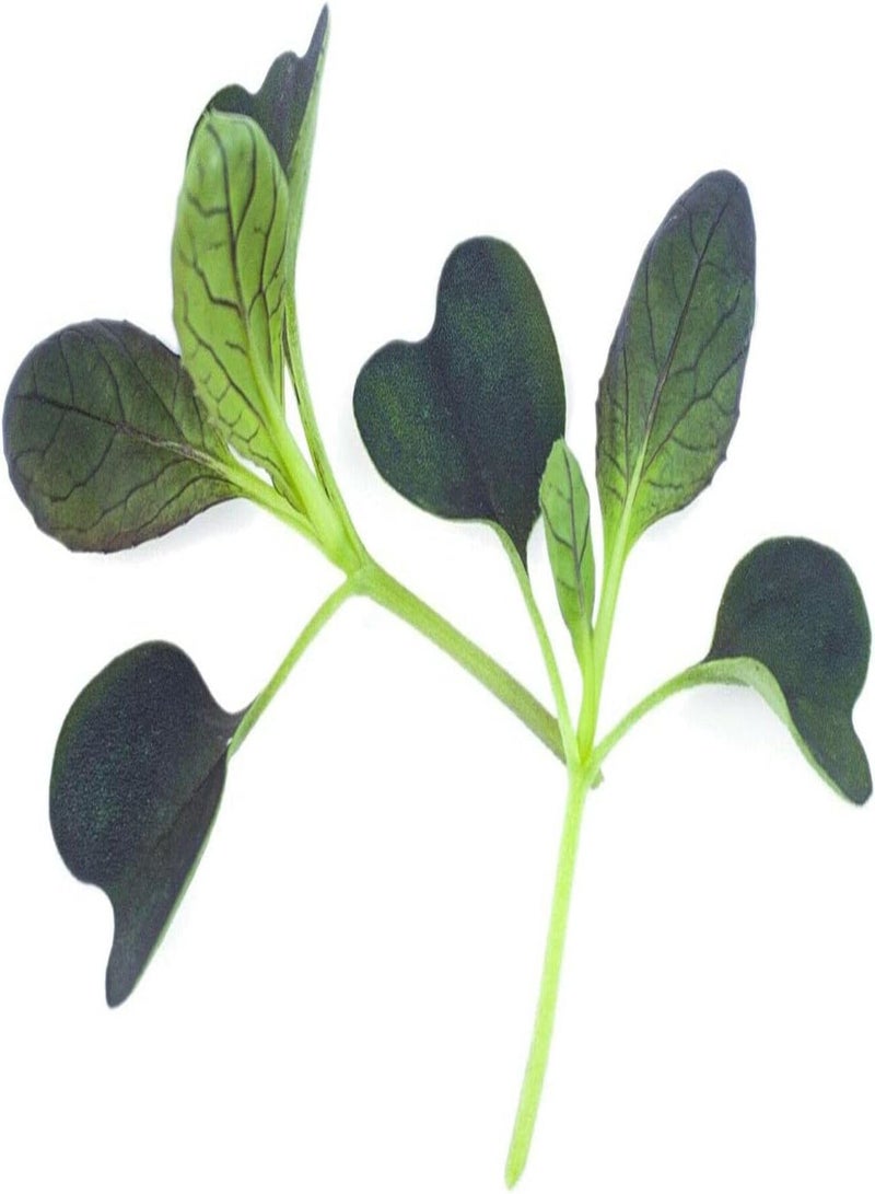 جي جوت خضراوات - براعم صغيرة - باك تشوي - ريد ويزارد F1 - 1500 بذرة - الدرجة الأولى - Image 2