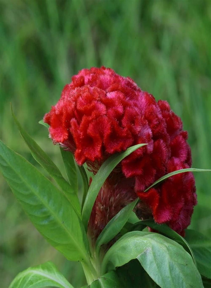 GGOOT 50PCS Celosia Seeds Family Yard Planting Attempt Necessary Rare Variety Don't Need Much Care Suitable Beginners Novice Gardener - Image 3