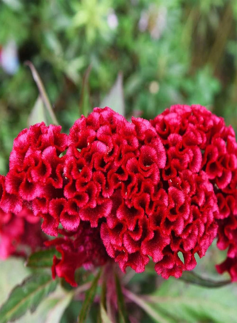 GGOOT 50PCS Celosia Seeds Family Yard Planting Attempt Necessary Rare Variety Don't Need Much Care Suitable Beginners Novice Gardener - Image 1