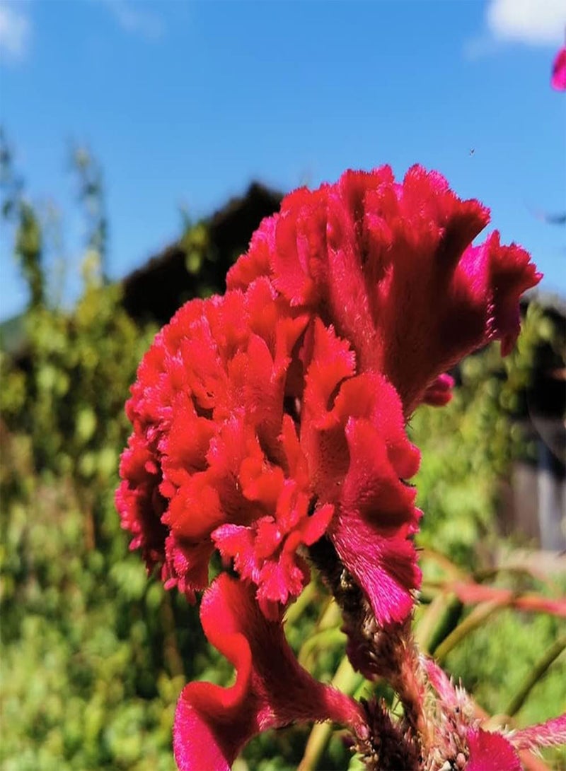 GGOOT 50PCS Celosia Seeds Family Yard Planting Attempt Necessary Rare Variety Don't Need Much Care Suitable Beginners Novice Gardener - Image 2