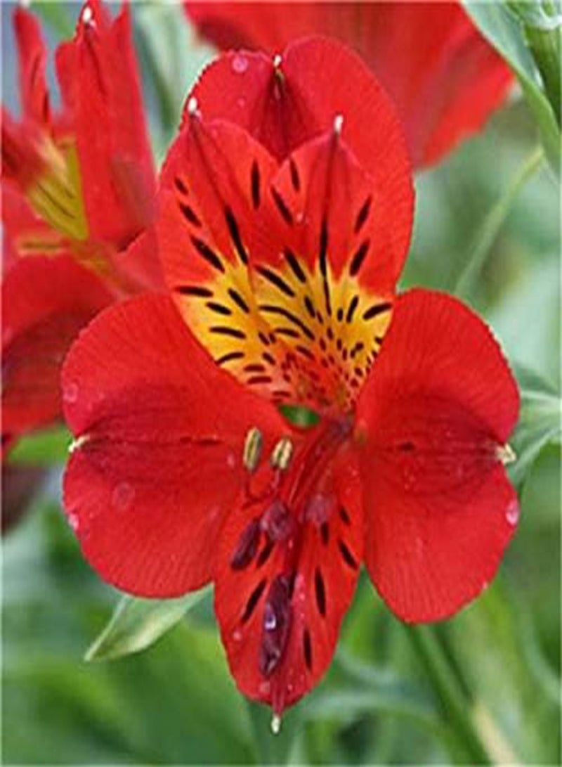 GGOOT 100PCS/Pack Lily Seeds Rare Peruvian Lily Alstroemeria Bonsai Plants Mix-Color Beautiful Lilies Flower - 3 - Image 4