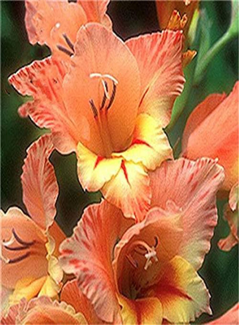GGOOT 100PCS/Pack Lily Seeds Rare Peruvian Lily Alstroemeria Bonsai Plants Mix-Color Beautiful Lilies Flower - 3 - Image 2