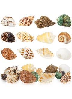 Weoxpr Hermit Crab Shell  Openning Size 0.6"2" Medium To Large Growth Turbo Seashells Natural Sea Shells For Hermit Crab Supplies, Aquarium Décor, Nautical Decoration (12 Pcs)  - Image 1