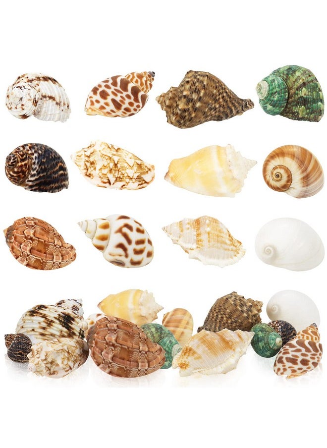 Weoxpr Hermit Crab Shell  Openning Size 0.6"2" Medium To Large Growth Turbo Seashells Natural Sea Shells For Hermit Crab Supplies, Aquarium Décor, Nautical Decoration (12 Pcs)  - Image 1