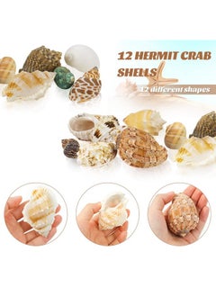 Weoxpr Hermit Crab Shell  Openning Size 0.6"2" Medium To Large Growth Turbo Seashells Natural Sea Shells For Hermit Crab Supplies, Aquarium Décor, Nautical Decoration (12 Pcs)  - Image 5