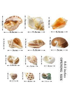 Weoxpr Hermit Crab Shell  Openning Size 0.6"2" Medium To Large Growth Turbo Seashells Natural Sea Shells For Hermit Crab Supplies, Aquarium Décor, Nautical Decoration (12 Pcs)  - Image 2