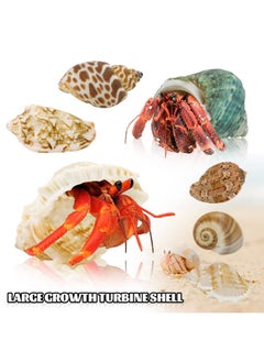 Weoxpr Hermit Crab Shell  Openning Size 0.6"2" Medium To Large Growth Turbo Seashells Natural Sea Shells For Hermit Crab Supplies, Aquarium Décor, Nautical Decoration (12 Pcs)  - Image 4