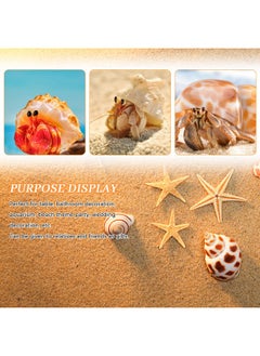 Weoxpr Hermit Crab Shell  Openning Size 0.6"2" Medium To Large Growth Turbo Seashells Natural Sea Shells For Hermit Crab Supplies, Aquarium Décor, Nautical Decoration (12 Pcs)  - Image 3