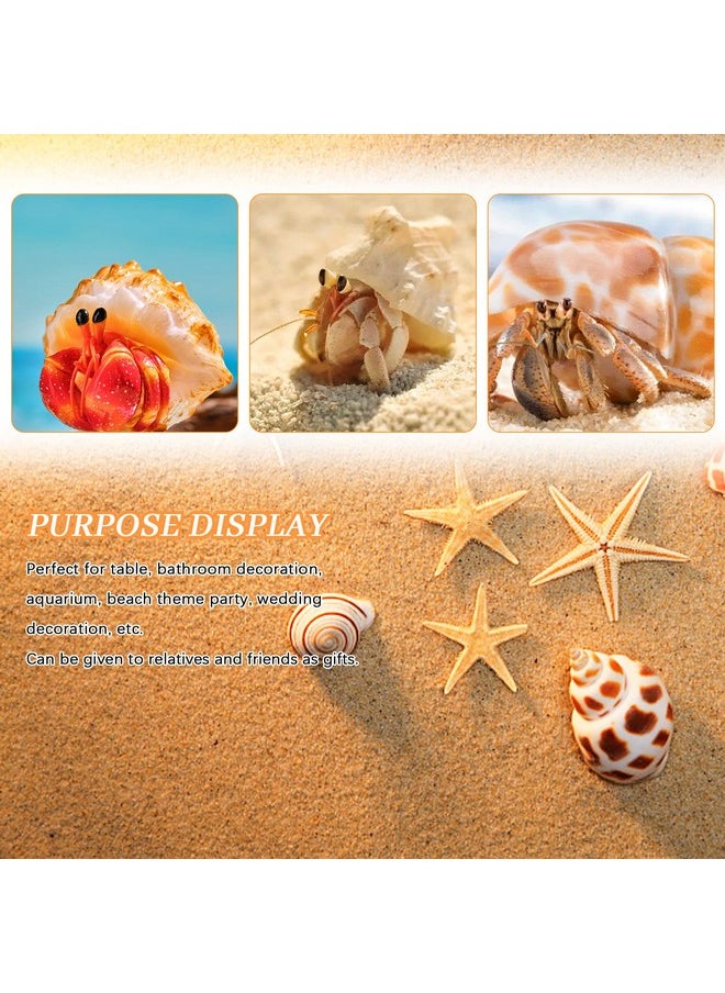 Weoxpr Hermit Crab Shell  Openning Size 0.6"2" Medium To Large Growth Turbo Seashells Natural Sea Shells For Hermit Crab Supplies, Aquarium Décor, Nautical Decoration (12 Pcs)  - Image 3