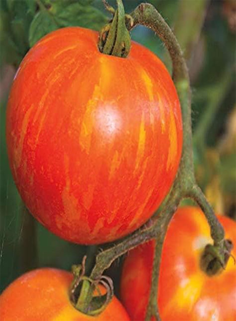 GGOOT seeds Fresh 200 Pcs Tomato Vegetable Seeds for Planting Red Yellow 1