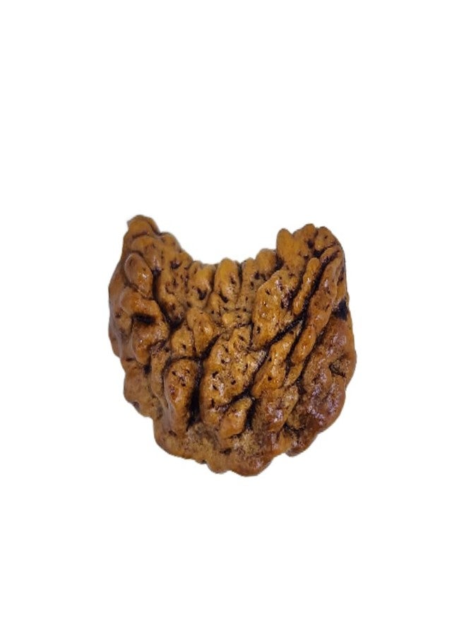 حبة رودراكشا طبيعية من بوشكارا، شكل كاجو، ذات وجه واحد، معتمدة | بني | PJTL1MK01 - فوائد فلكية - طاقة إيجابية للرجال والنساء - Image 4