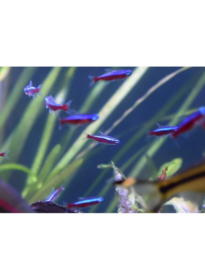 Seachem Stability Fish Tank Stabilizer - For Freshwater and Marine Aquariums 2L / 67.6 oz - Image 2