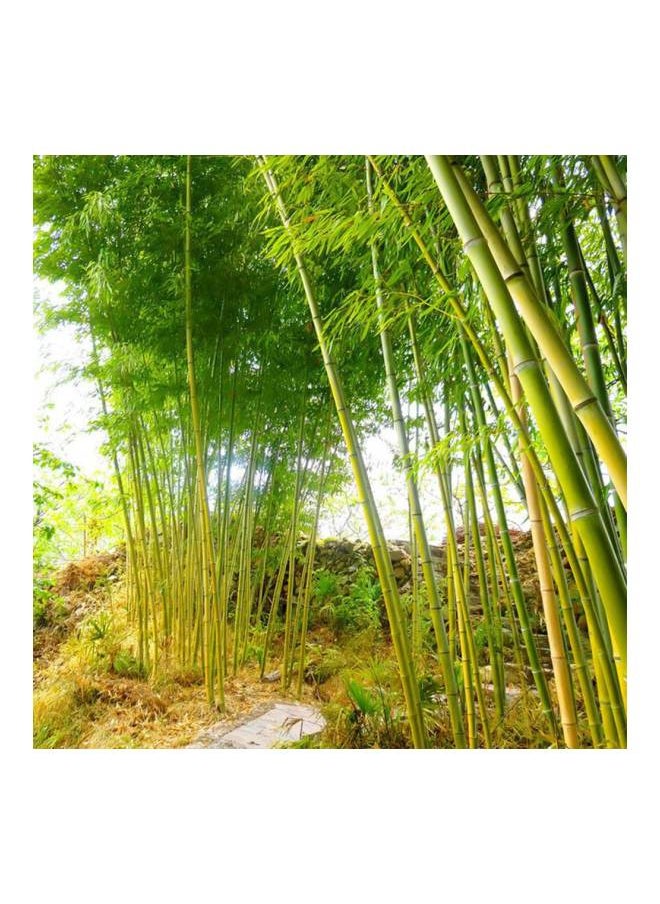 NIBEMINENT - High Germination Bamboo Seed Brown - Image 1