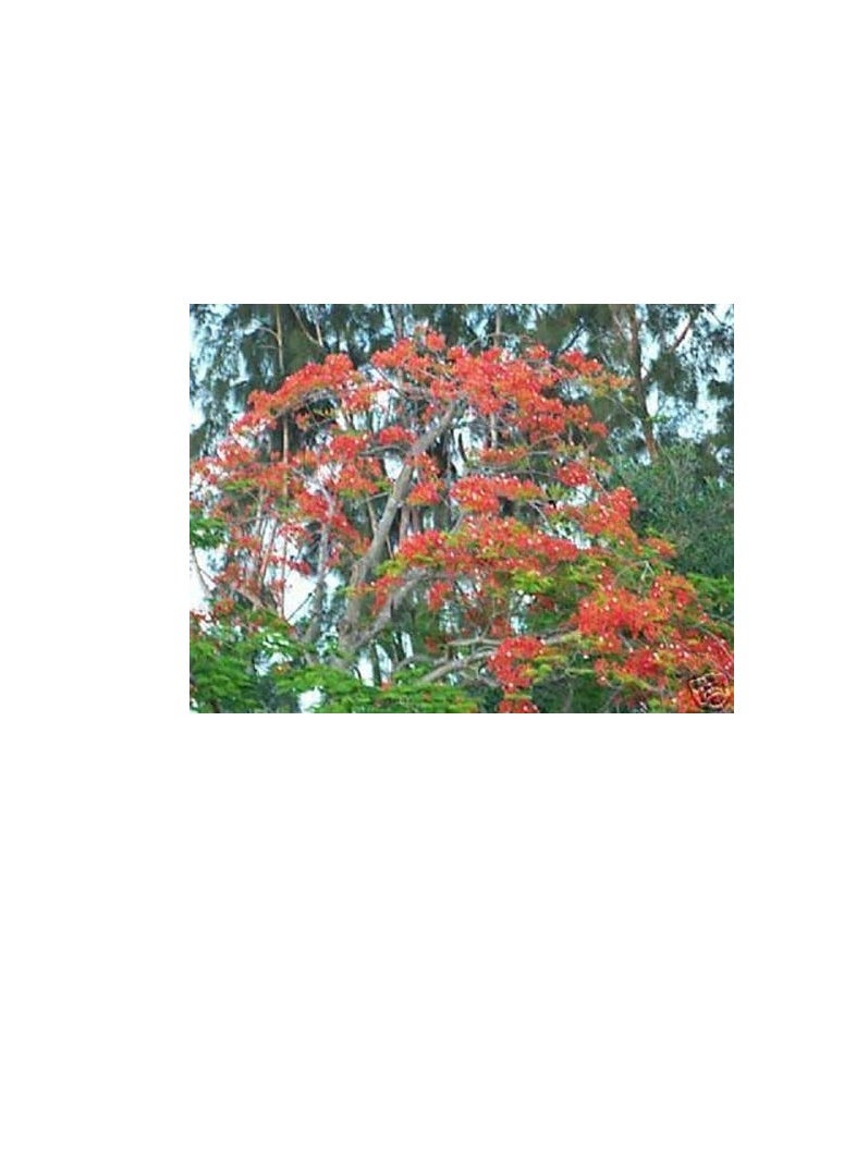 ماركة غير محددة رويال Poinciana Delonix  فلامبويان لهب شجرة غريبة البذور 50 MOUYOU زهرة حمراء  - Image 3