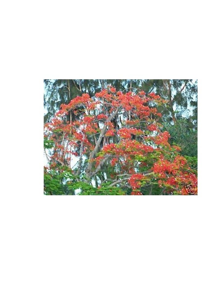 ماركة غير محددة رويال Poinciana Delonix  فلامبويان لهب شجرة غريبة البذور 50 MOUYOU زهرة حمراء  - Image 1