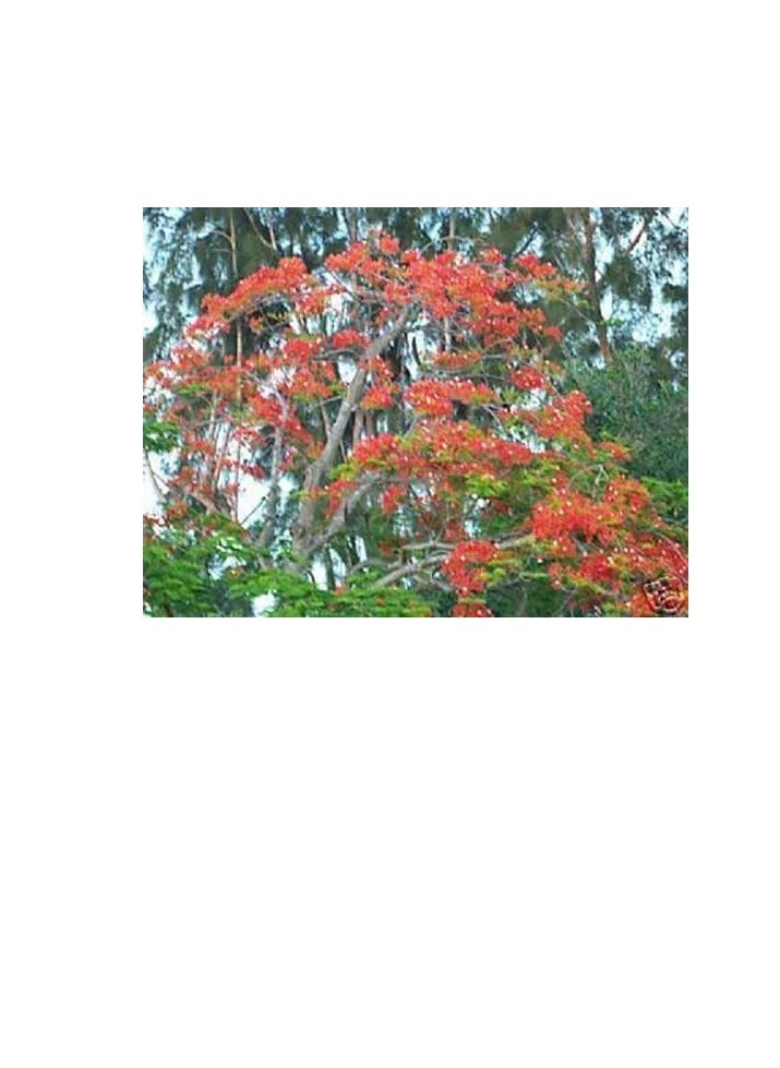 ماركة غير محددة رويال Poinciana Delonix  فلامبويان لهب شجرة غريبة البذور 50 MOUYOU زهرة حمراء  - Image 2