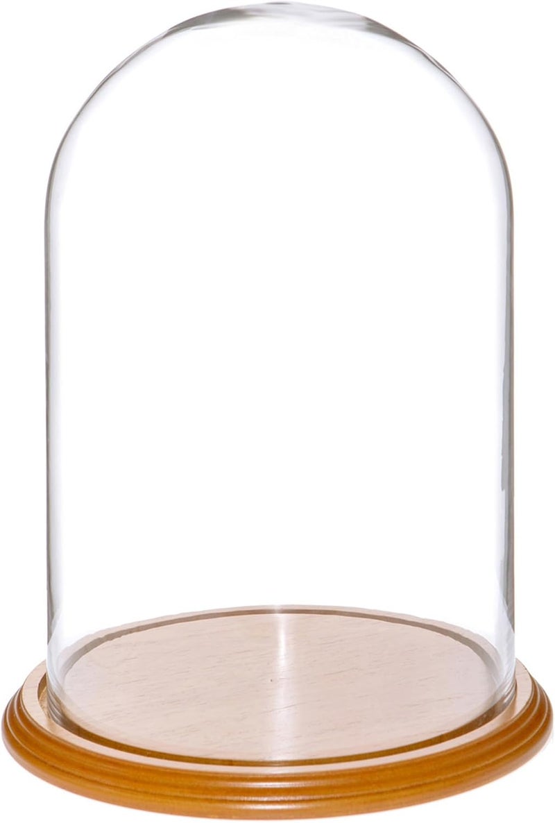 Plymor 8" x 12" Glass Display Dome Cloche (Oak Veneer Base) - Image 1