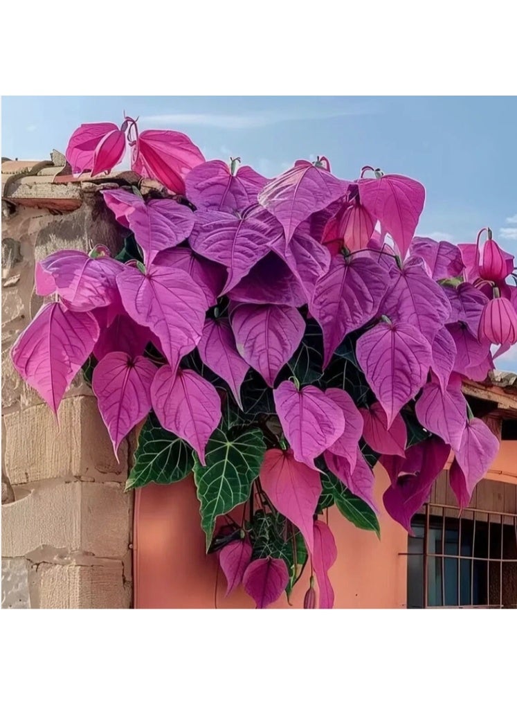 50 PCS Pink Sweet Potato Vine Leaf Seeds For Home Garden Planting - Image 1