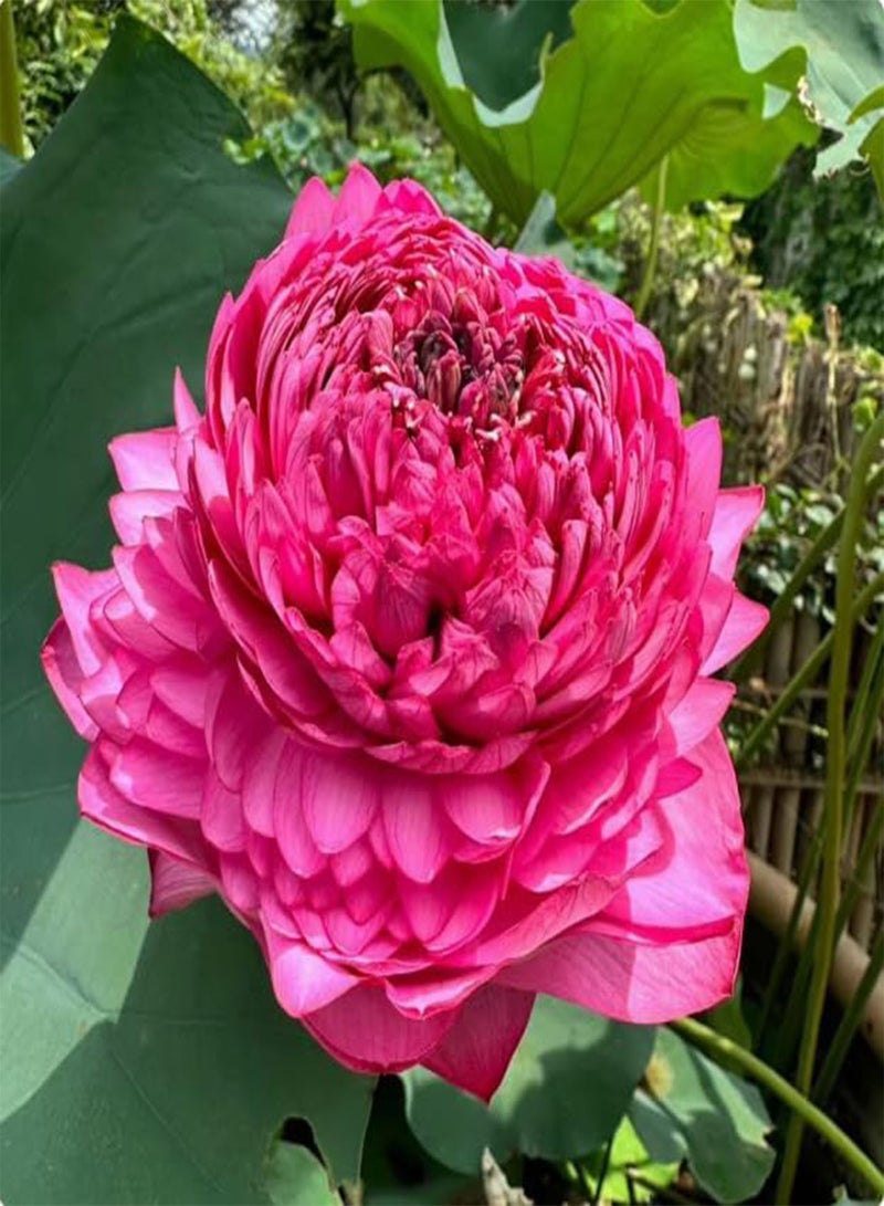 GGOOT Water Lily Seeds, Flowering in All Seasons, Fish Tank Hydroponic Plants, Bowl Lotus Seeds, Soilless Hydroponics,100 PCS  - Image 4