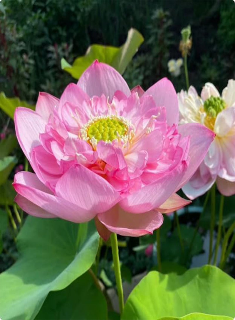 GGOOT Water Lily Seeds, Flowering in All Seasons, Fish Tank Hydroponic Plants, Bowl Lotus Seeds, Soilless Hydroponics,100 PCS  - Image 3