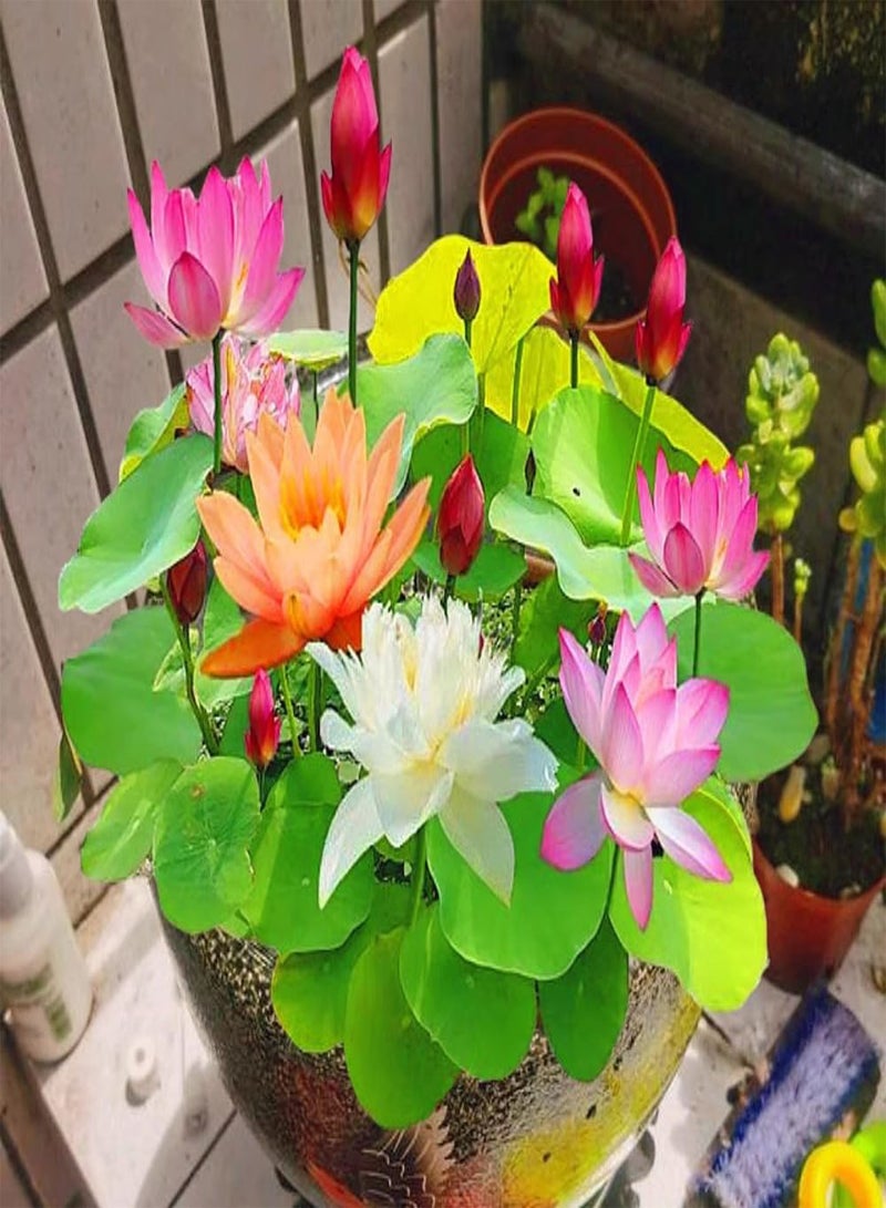 GGOOT Water Lily Seeds, Flowering in All Seasons, Fish Tank Hydroponic Plants, Bowl Lotus Seeds, Soilless Hydroponics,100 PCS  - Image 1