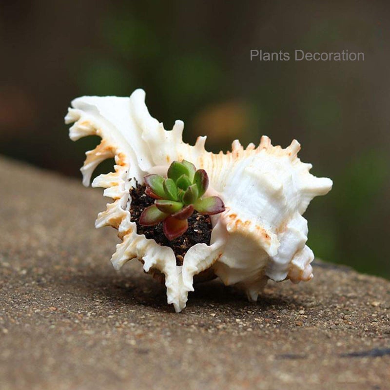 SINKOO 2PCS Conch Shell Large Natural Seashells 4-5.3 Inch Perfect for Fish Tank Wedding Decor Beach Theme Party, Home Decorations,DIY Crafts - Image 3