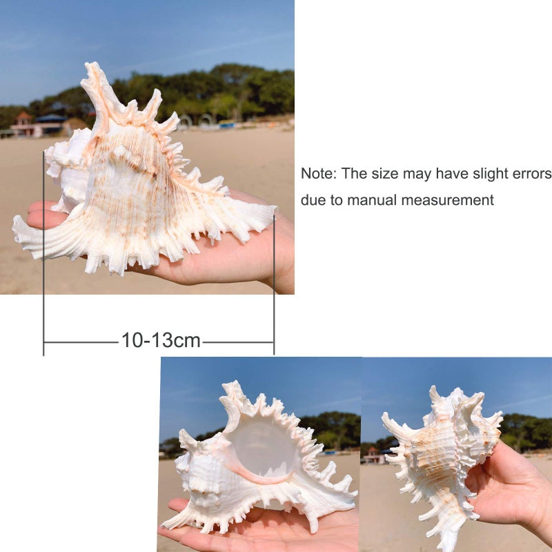 SINKOO 2PCS Conch Shell Large Natural Seashells 4-5.3 Inch Perfect for Fish Tank Wedding Decor Beach Theme Party, Home Decorations,DIY Crafts - Image 2