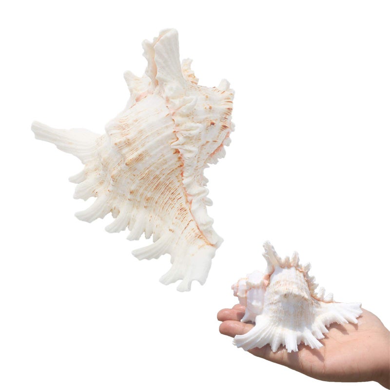 SINKOO 2PCS Conch Shell Large Natural Seashells 4-5.3 Inch Perfect for Fish Tank Wedding Decor Beach Theme Party, Home Decorations,DIY Crafts - Image 1