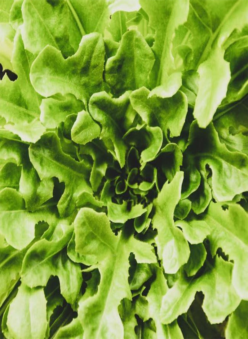 GGOOT Organic, Open-Pollinated Lettuce: Cut and Come Again Catalogna Seed. Grow Your Own, Perfect for Any GardenGrown with Love. Ready to Plant. Certified Organic, Non-GMO Vegetable Seed 