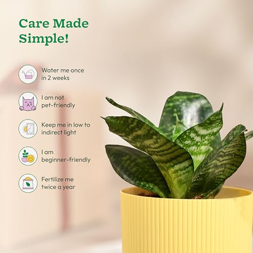 Ugaoo Snake Plant with Ibiza Pot | Live Plants Indoor | Indoor Plants for Home - Image 5