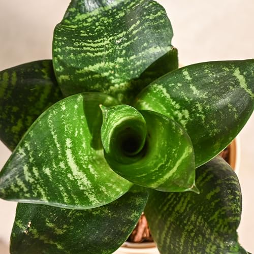 Ugaoo Snake Plant with Ibiza Pot | Live Plants Indoor | Indoor Plants for Home - Image 4