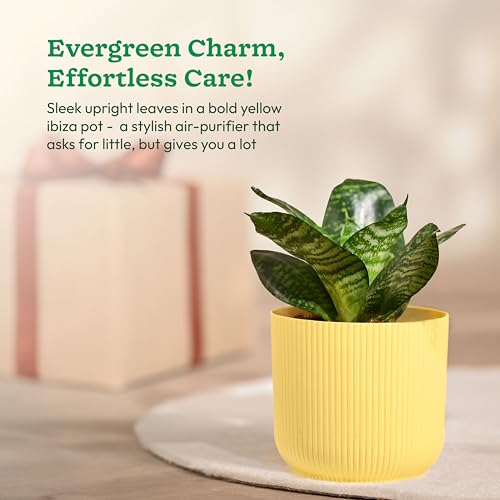 Ugaoo Snake Plant with Ibiza Pot | Live Plants Indoor | Indoor Plants for Home - Image 3