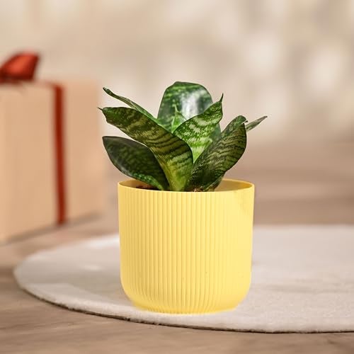 Ugaoo Snake Plant with Ibiza Pot | Live Plants Indoor | Indoor Plants for Home - Image 1